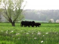 Zwarte hooglanders tussen de pinksterbloemen in Wolfhaag (foto: Jan Cuypers, FREE Nature)