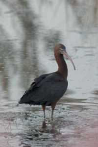 Zwarte Ibis (foto: Luc Hoogenstein - Saxifraga)