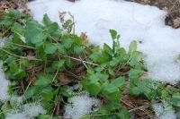 Bladen van Zwartmoeskervel komen onder de sneeuw vandaan (foto: Wout van der Slikke)