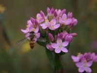 Bloeiwijze van Echt duizendguldenkruid met één van zijn voornaamste bestuivers, de snorzweefvlieg (foto: Rein Brys)