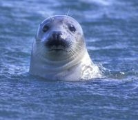 Zeehond (foto: Rollin Verlinde)