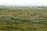 Onderzoekers aan het werk in een goed ontwikkelde zoet-zoutgradient (foto: Bart Wouters, Stichting Bargerveen)