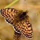 Veldparelmoer-vlinder (foto: Kars Veling)