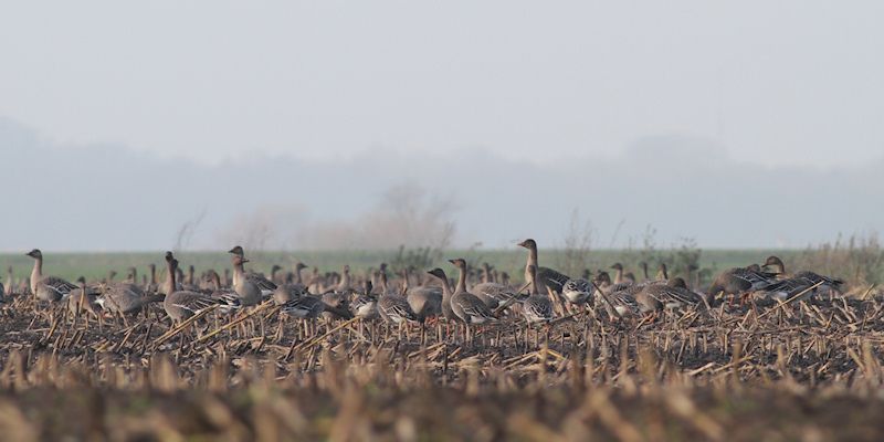 Toendrarietganzen op een akker in de veenkoloniën. Een typisch beeld (foto: Albert de Jong)