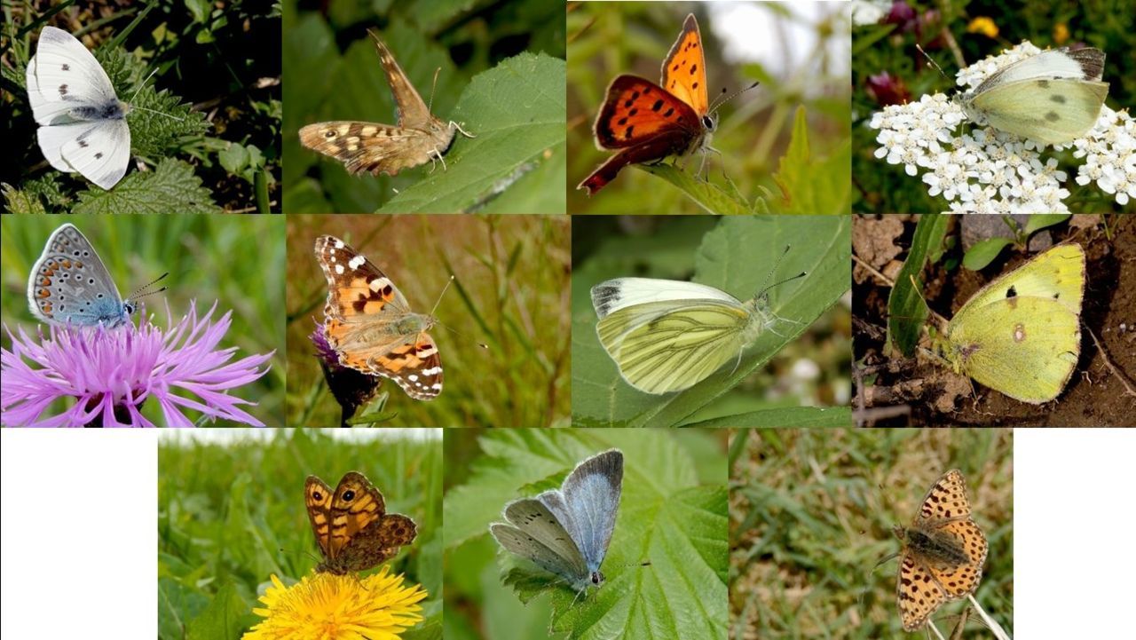 V.l.n.r. boven: klein koolwitje, bont zandoogje, kleine vuurvlinder & groot koolwitje, midden: icarusblauwtje, distelvlinder, klein geaderd witje & gele luzernevlinder, onder: argusvlinder, boomblauwtje & kleine parelmoervlinder (foto’s: Kars Veling)