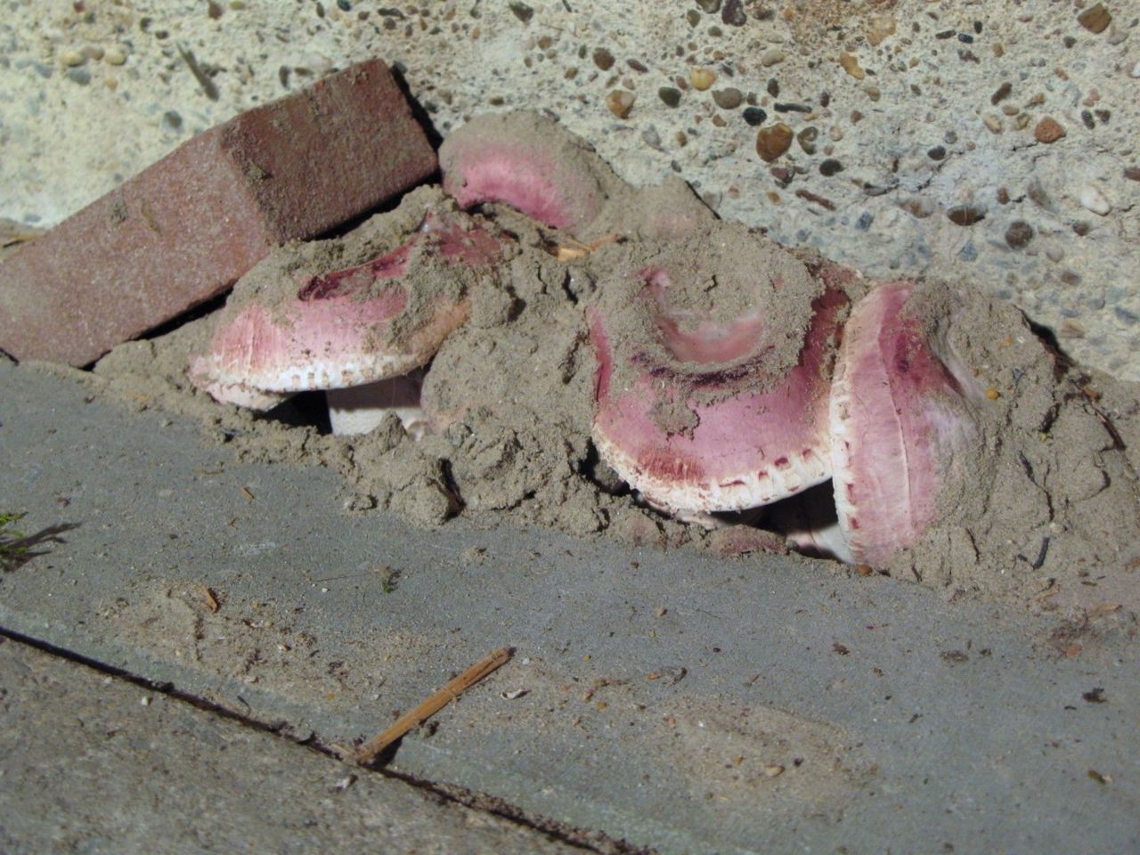 Toverchampignon duwt tegels omhoog in een schuur in Tolke (foto: Martijn Oud)