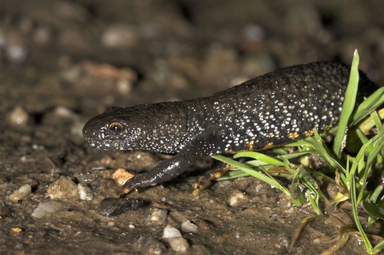 Kamsalamander landfase (foto: Jelger Herder, Digital Nature)