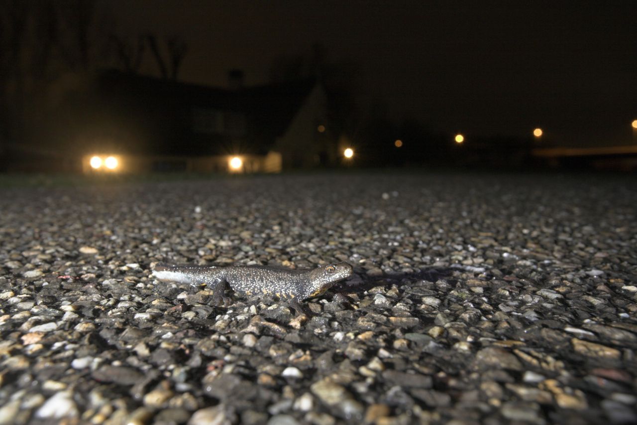 Kamsalamander trekt over de weg naar voortplantingswater (foto: Jelger Herder, Digital Nature)