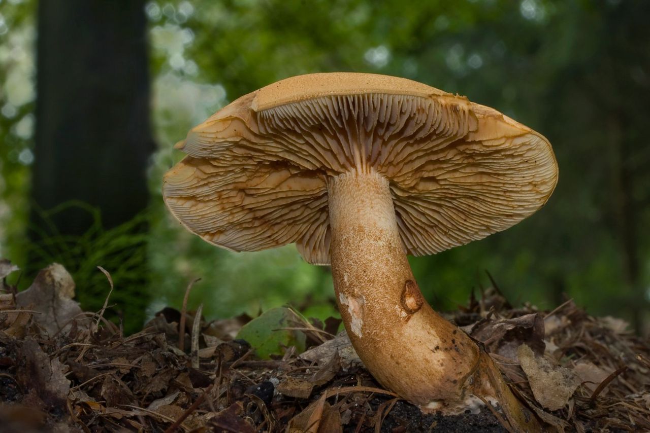 Lariksridderzwam (foto: Gerben Winkel)