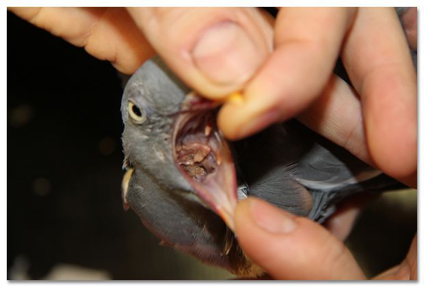 Deze houtduif is ernstig aangetast door Trichomonas. (foto: Natuurhulpcentrum)