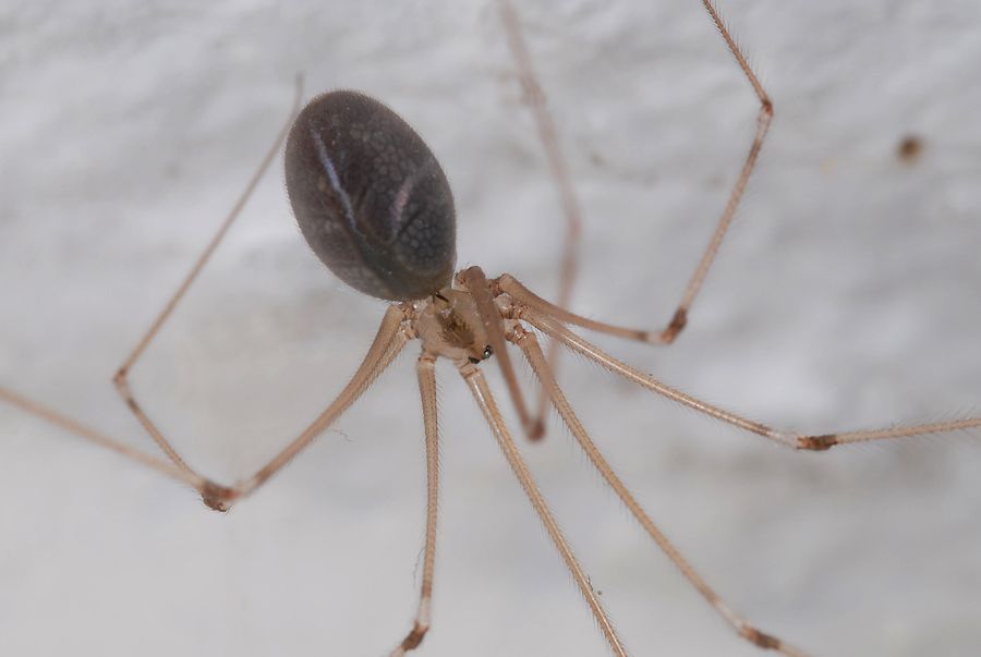 Grote trilspin (foto: Roy Kleukers)