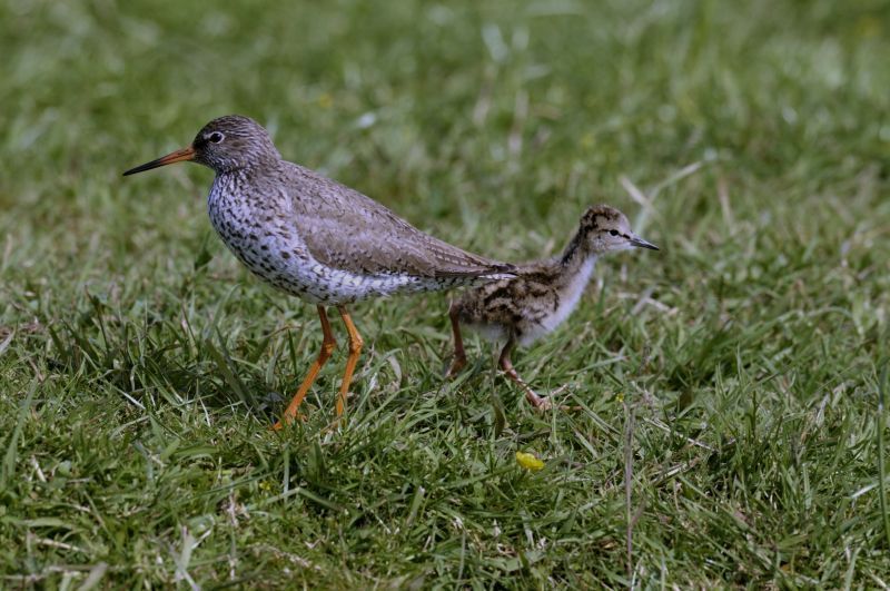 Tureluur met jong (foto: Saxifraga-Piet Munsterman)