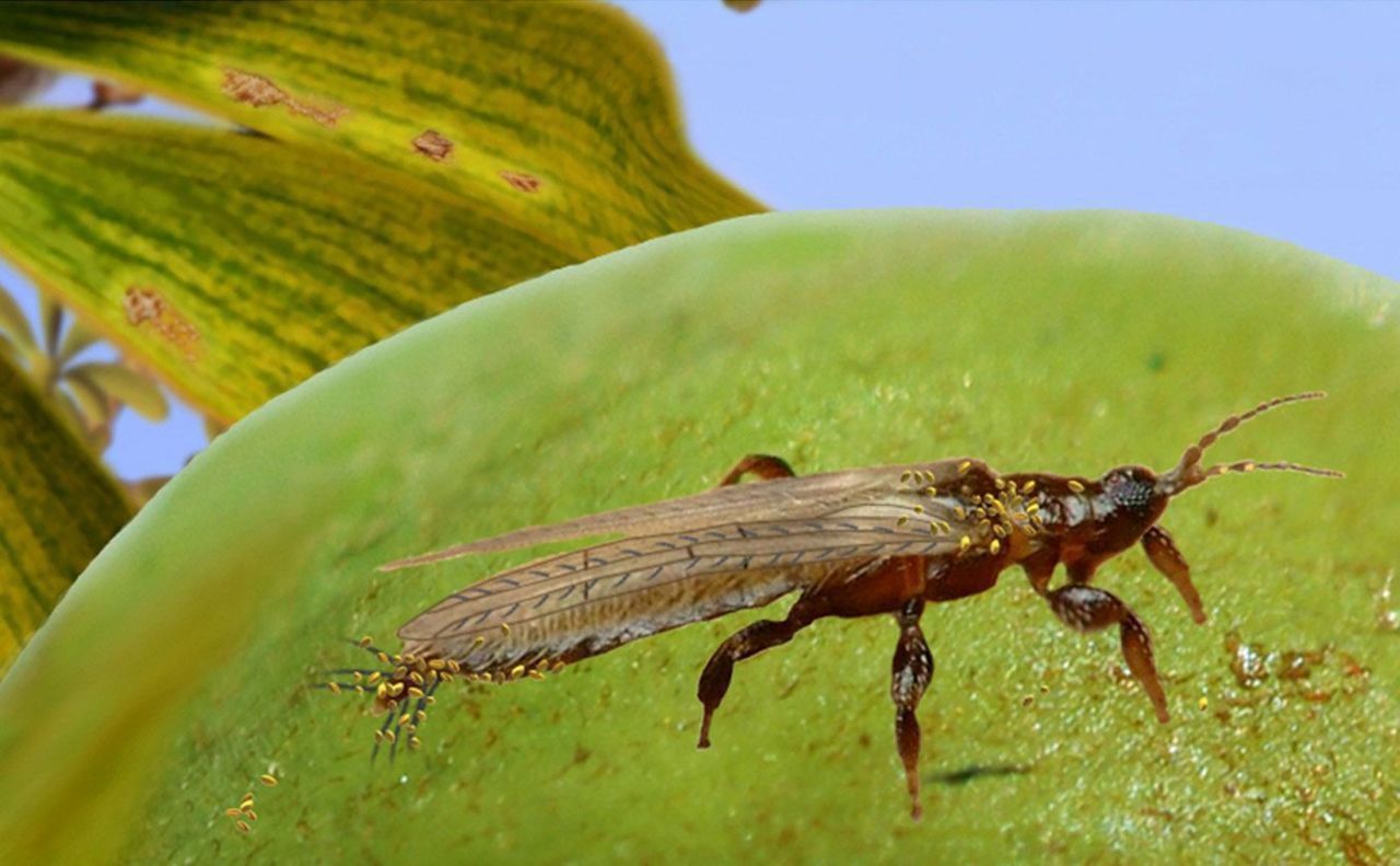 Reconstructie van een Gymnospollisthrips met stuifmeel aan het achterlijf (foto: Enrique Peñalver, IGME)