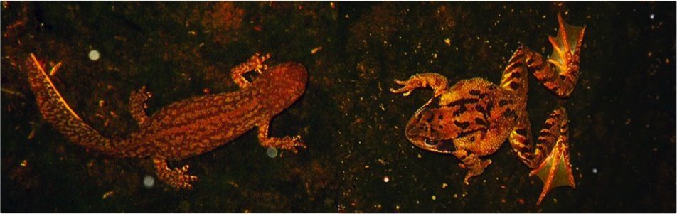 Alpenwatersalamandervrouw (links) en bruine kikker (rechts) in een tuinvijver te Veghel, januari 2015 (foto: Peter Otte)