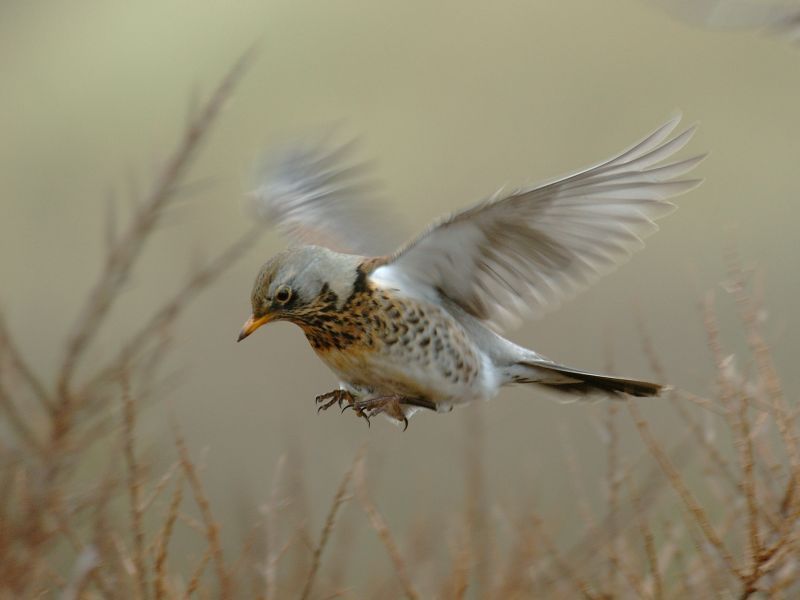 Kramsvogel (foto: Saxifraga-Piet Munsterman)