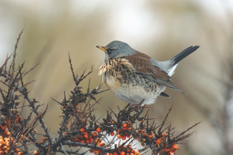 De naam Kramsvogel werd ontegensprekelijk afgeleid van het oudhoogduitse kranawitu, wat zoveel betekent als Jeneverbes. (foto: Saxifraga-Piet Munsterman)