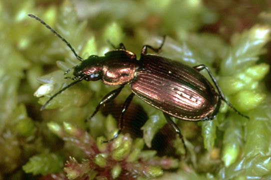 Turfsnelloper Agonum ericeti (foto: Hans B. Schikora)