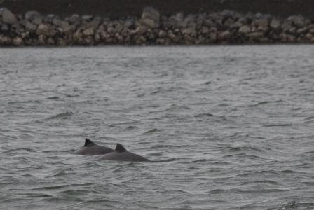 Twee bruinvissen in de Oosterschelde (foto: Stichting Rugvin)