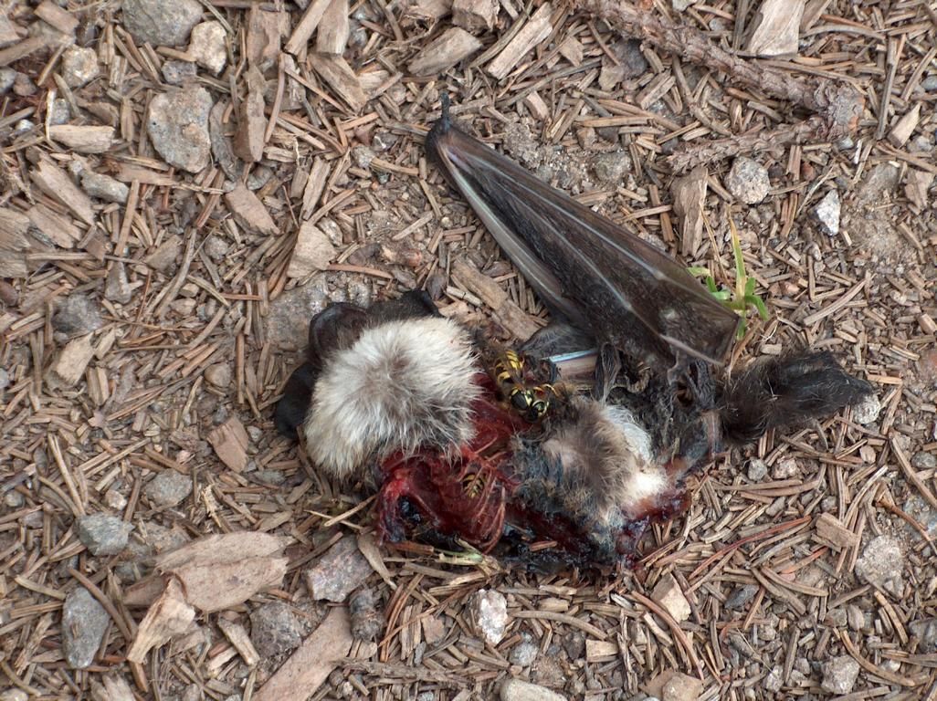 Vleermuis, slachtoffer windturbine (foto: anoniem)