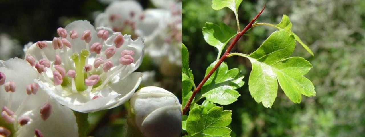 Tweestijlige meidoorn bloem en blad (foto: Paul Busselen)