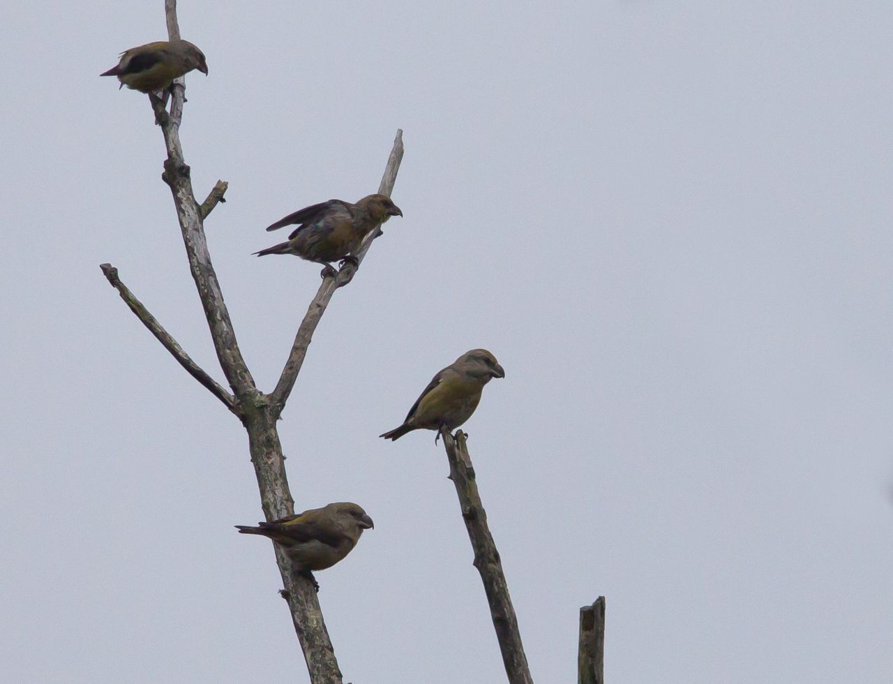 Kruisbekken (boven) en grote kruisbekken (onder). Let op de verschillen in snavel en grootte. Texel, oktober 2013 (foto: Jos van den Berg)