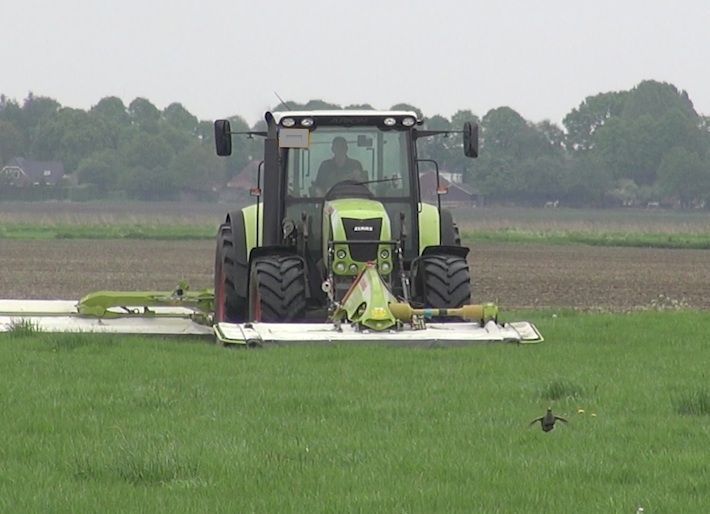 Patrijzennest wordt uitgemaaid door de cyclomaaier die de eerste snede van het land haalt. Het grasland, gelegen tussen een perceel natuurbraak en een overhoekbosje, vormt zo een ecologische val voor de patrijs (foto: Hans Hut)