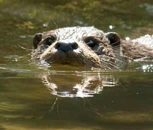 Otter (foto: Hugh Jansman)