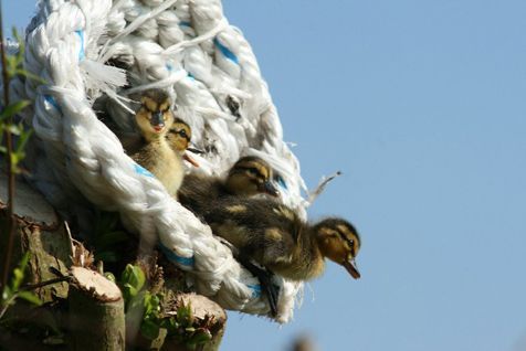 Uitvliegende wilde eenden (foto: Sovon Vogelonderzoek Nederland)