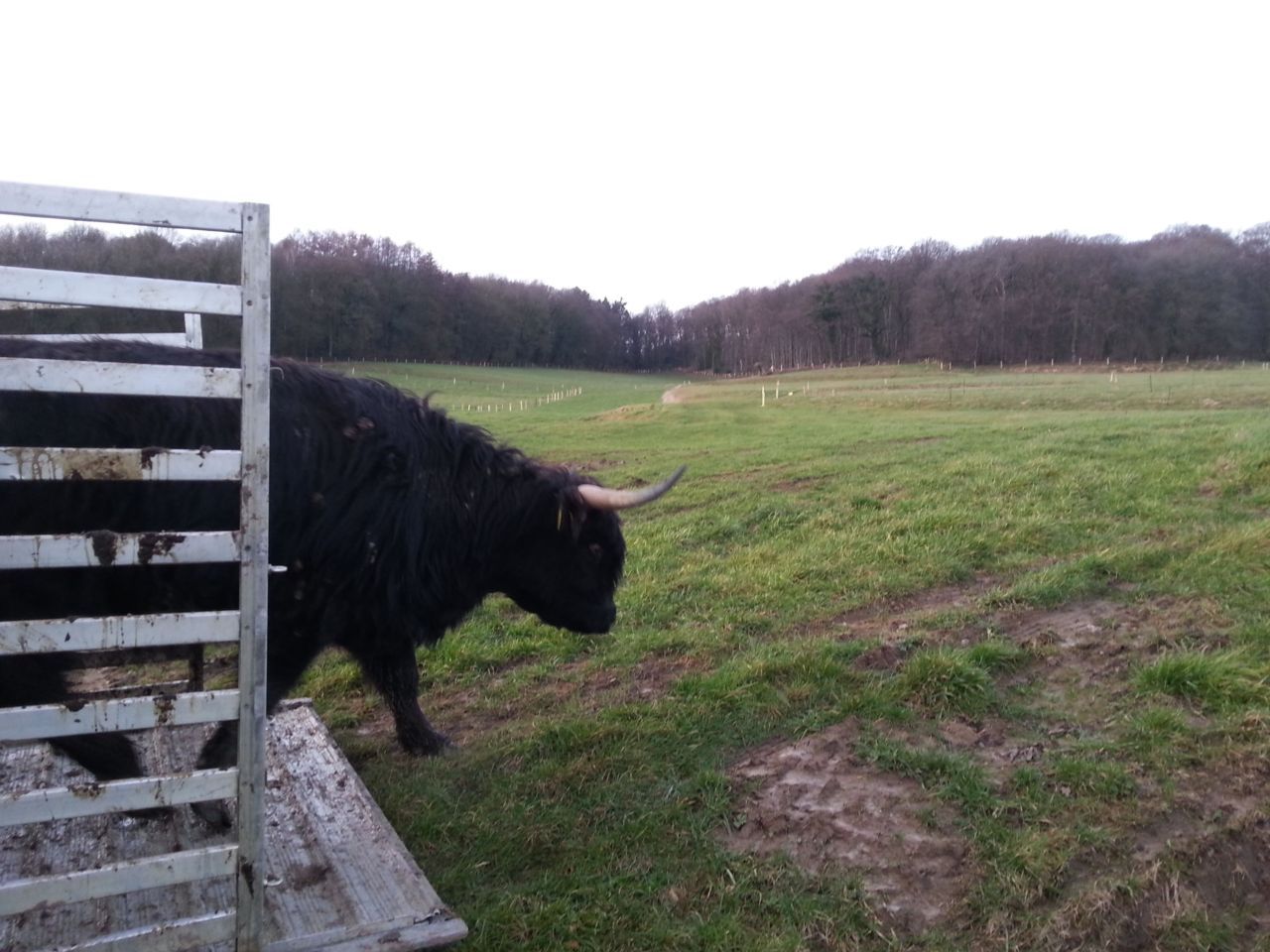 Uitzetten van Schotse Hooglander (foto: Anke Brouns)