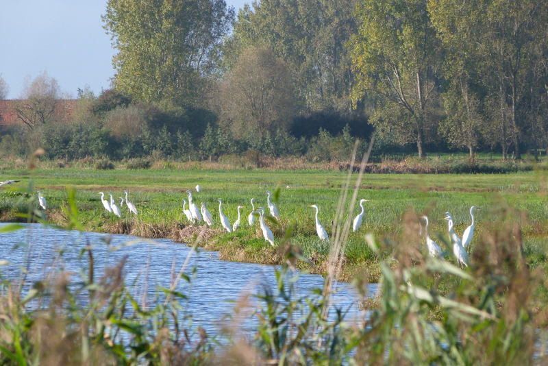 Grote groepen Grote zilverreigers in de Blankaart. (foto: Davy Vanwijnsberghe)