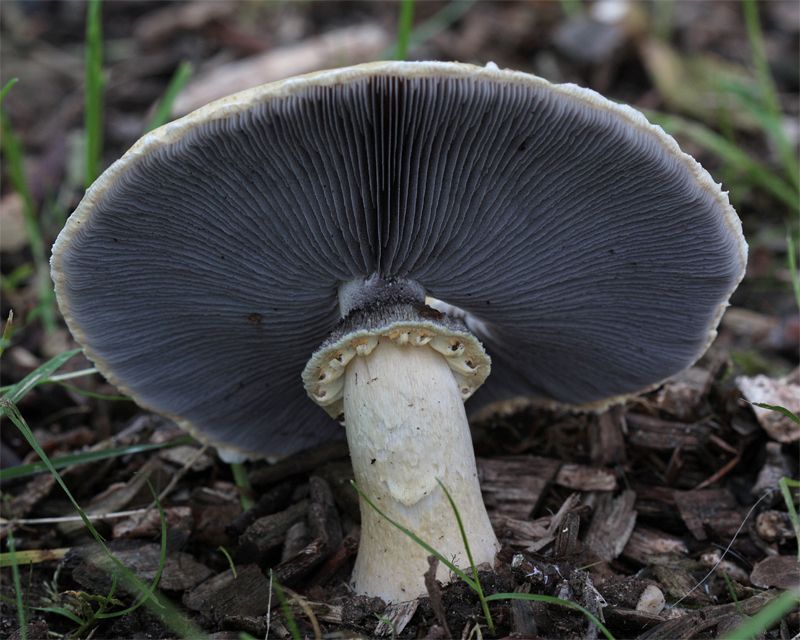 Blauwplaatstropharia (foto: Menno Boomsluiter)