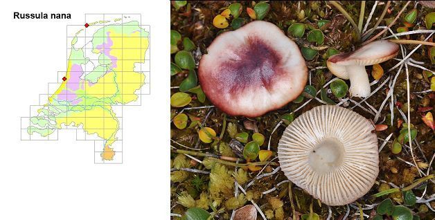 Russula nana (foto gemaakt op Spitsbergen: Machiel Noordeloos; kaartje: Dr. József J. Geml)  