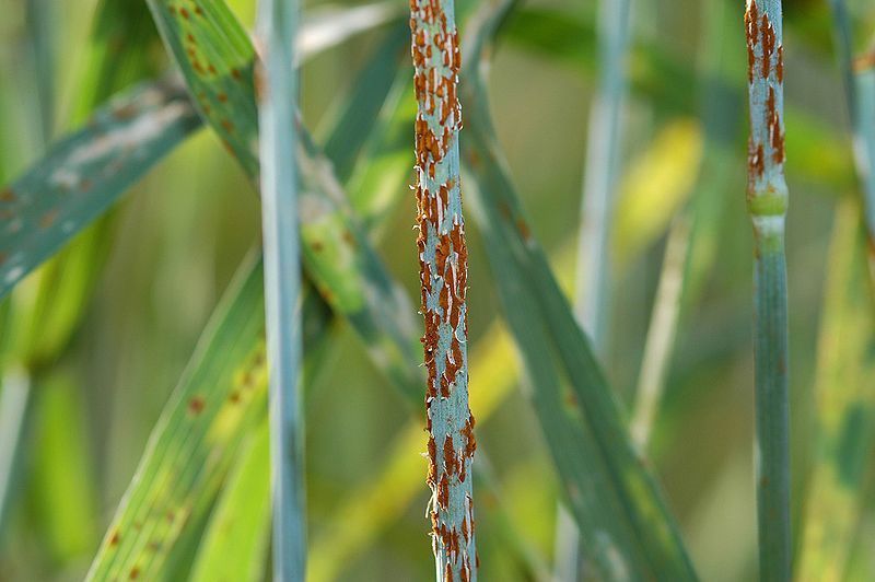 Zwarte roest (foto: Yue Jin, USDA publiek domein)