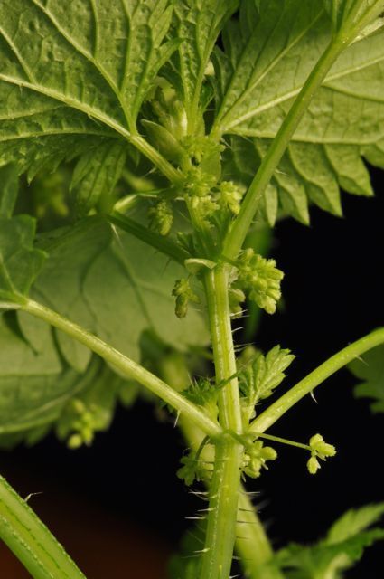 Vrouwelijke bloeiwijzen onderin de plant (foto B. Odé)