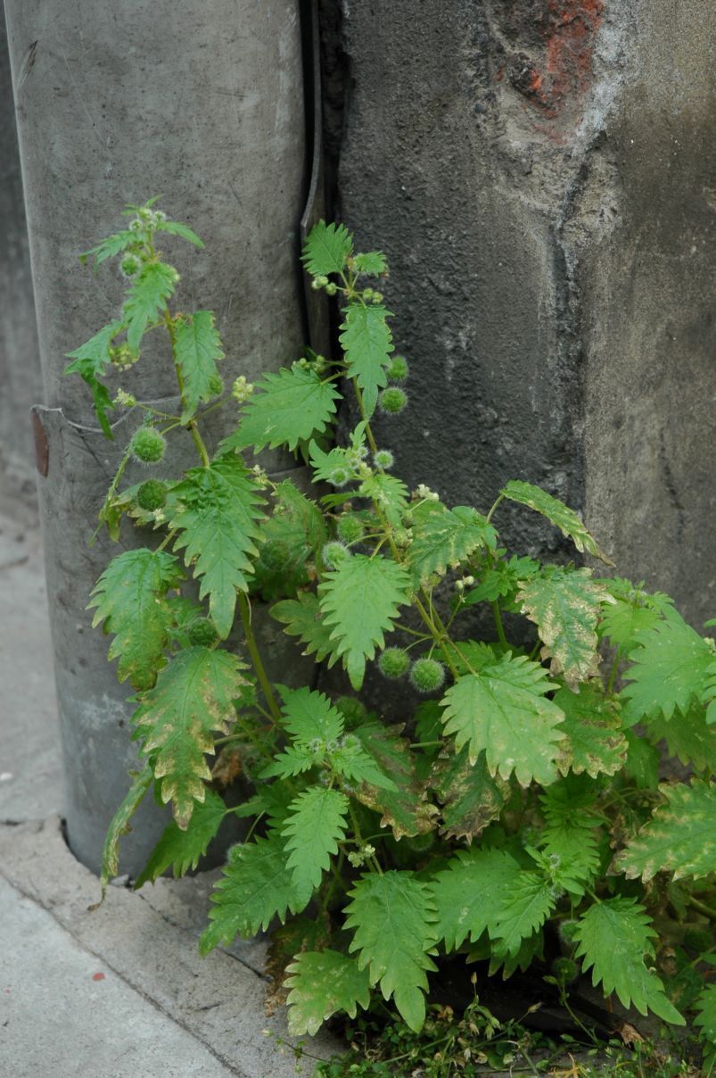 Urtica pilulifera in het Gentse straatbeeld (Foto: Wouter Van Landuyt)