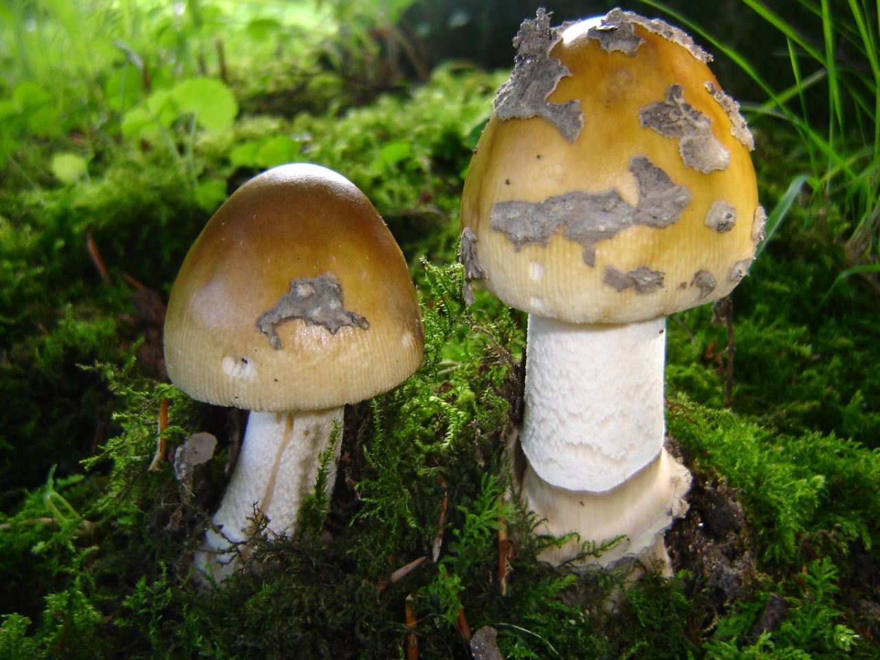 Vaak staan er meerdere Prachtamanieten bij elkaar (foto: Gert Immerzeel)