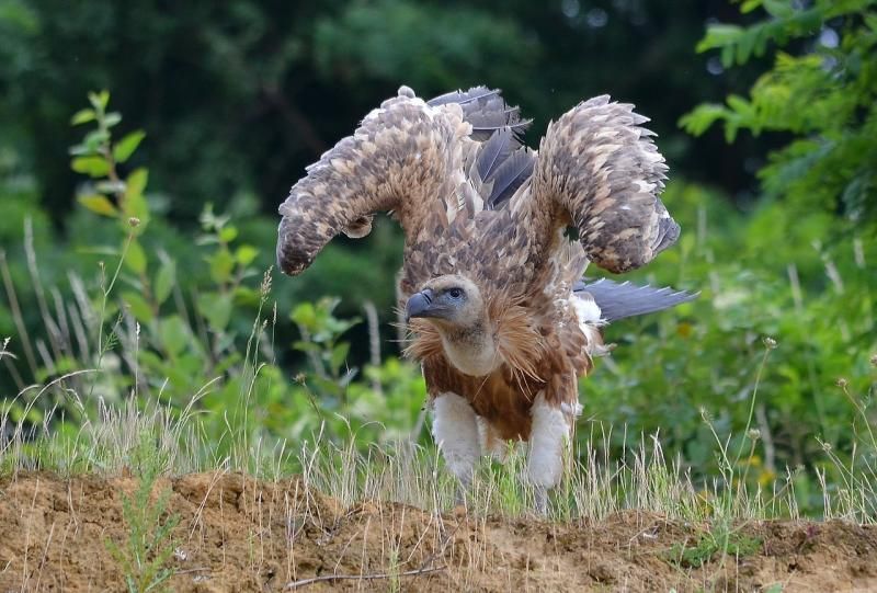 Het vlekkerige verenpatroon en de donkere snavel en halskraag zijn typisch voor erg jonge vogels (foto: Dieder Plu)