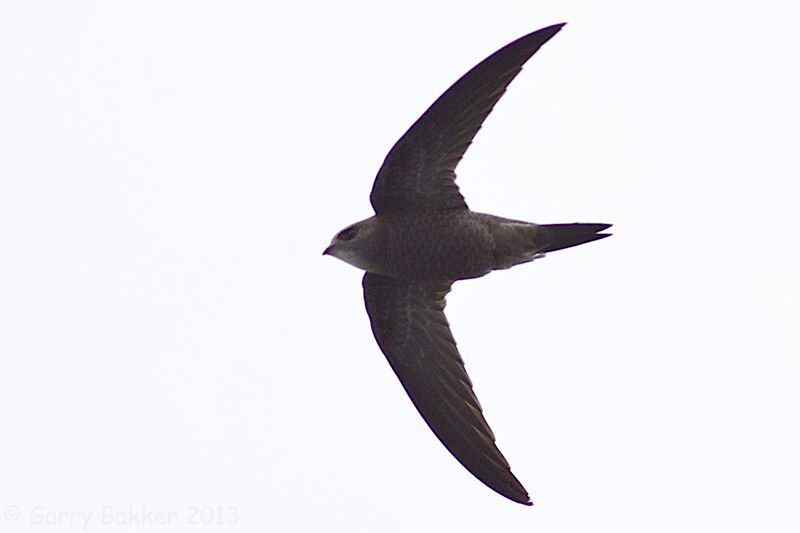 Vale gierzwaluw in vlucht (foto: Garry Bakker)