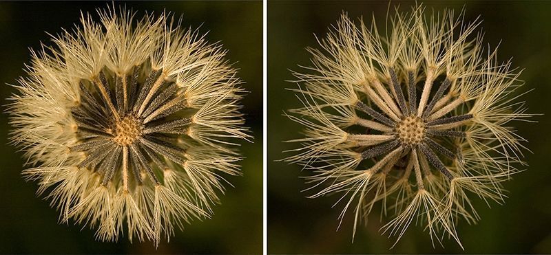 Goed (L) en slecht (R) bevruchte zaadhoofdjes van Valkruid. De zwarte zaden zijn kiemkrachtig, de witte niet (foto: Gerard Oostermeijer)