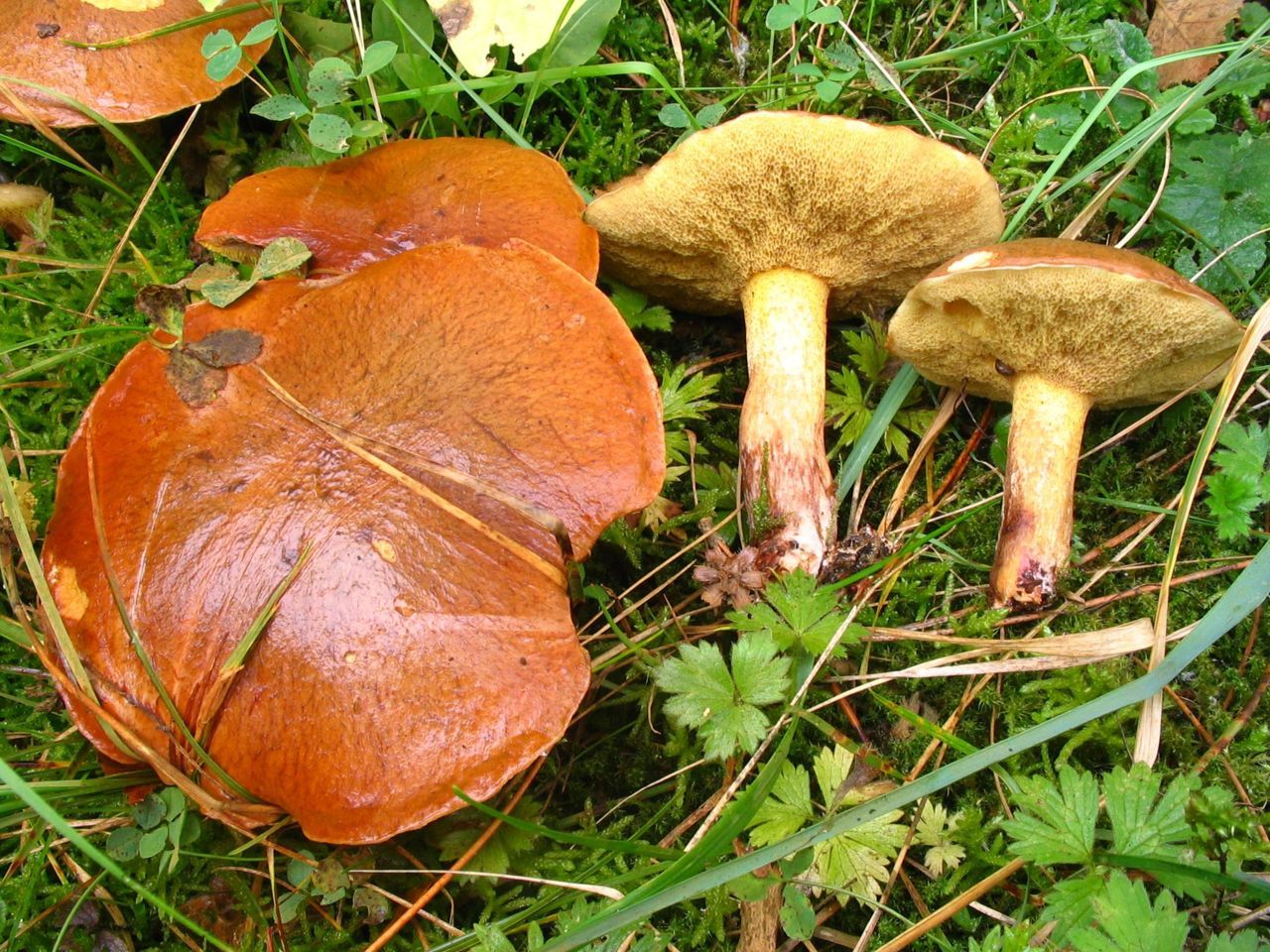 Valse melkboleet met roze voet en ingegroeide vezels in de hoedhuid (foto: Martijn Oud)