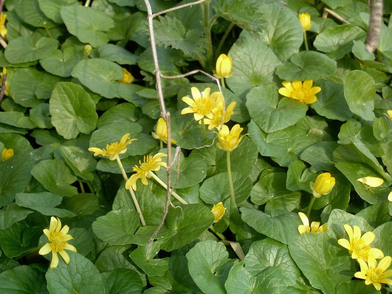 Speenkruid (foto: Arnold van Vliet)