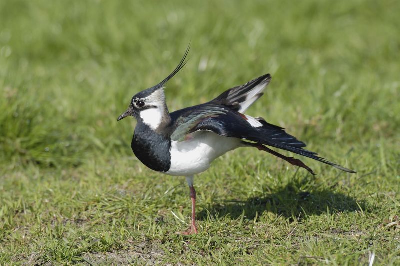 kievit (foto: Piet Munsterman)