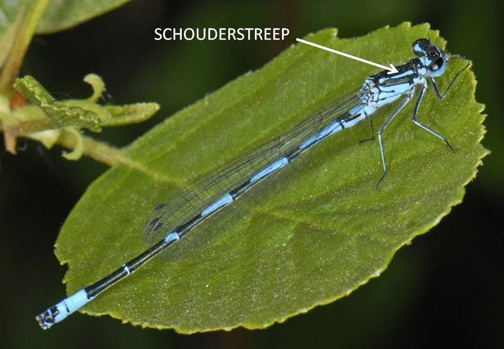 Variabele waterjuffer heeft een onderbroken schouderstreep en variabel blauw op het achterlijf (foto: Ab Baas)