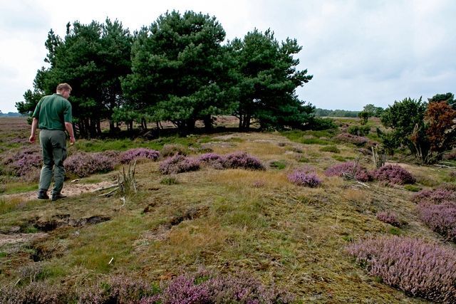 Variatie op de hei heeft actief natuurbeheer nodig (foto: Kars Veling)