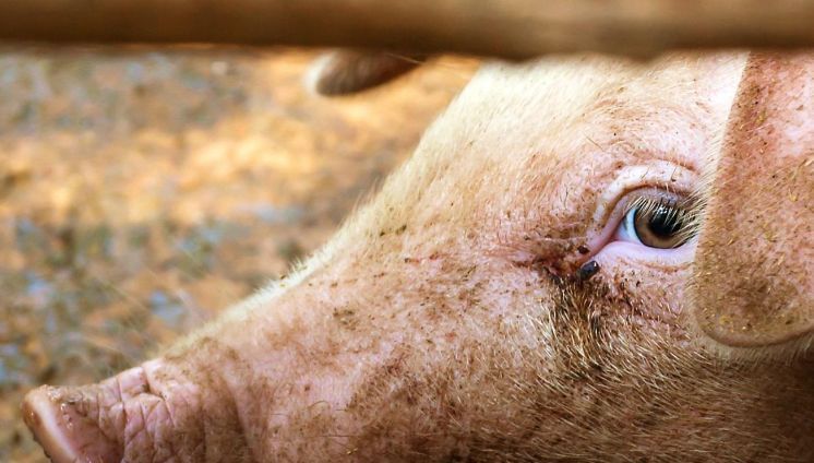 Net in die landbouwgebieden met een groot aantal varkens en koeien zijn de beken sterk vervuild met fosfaat en stikstof. (foto: Shutterstock)