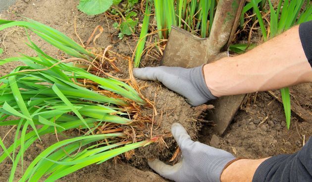 Vaste planten scheuren (foto: De Tuinen van Appeltern)