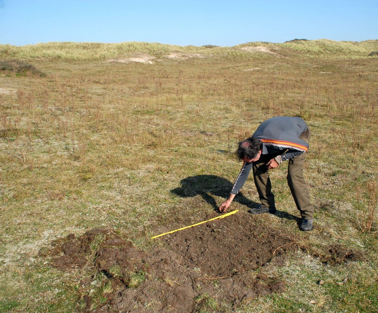 Zoeken naar de rozenkever larven in de duinen (foto: Remco Versluijs)