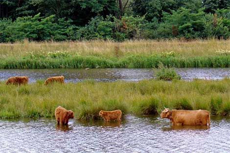 De Vecht bij Hardenberg (foto: Gouwenaar)