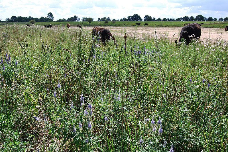 Lange Ereprijs in de Vechterweerd (foto: Chris Braat)