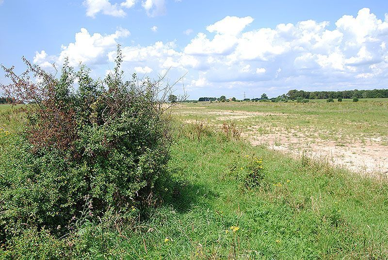 Sleedoornstruweel gespaard tijdens gebiedsinrichting (foto: Chris Braat)